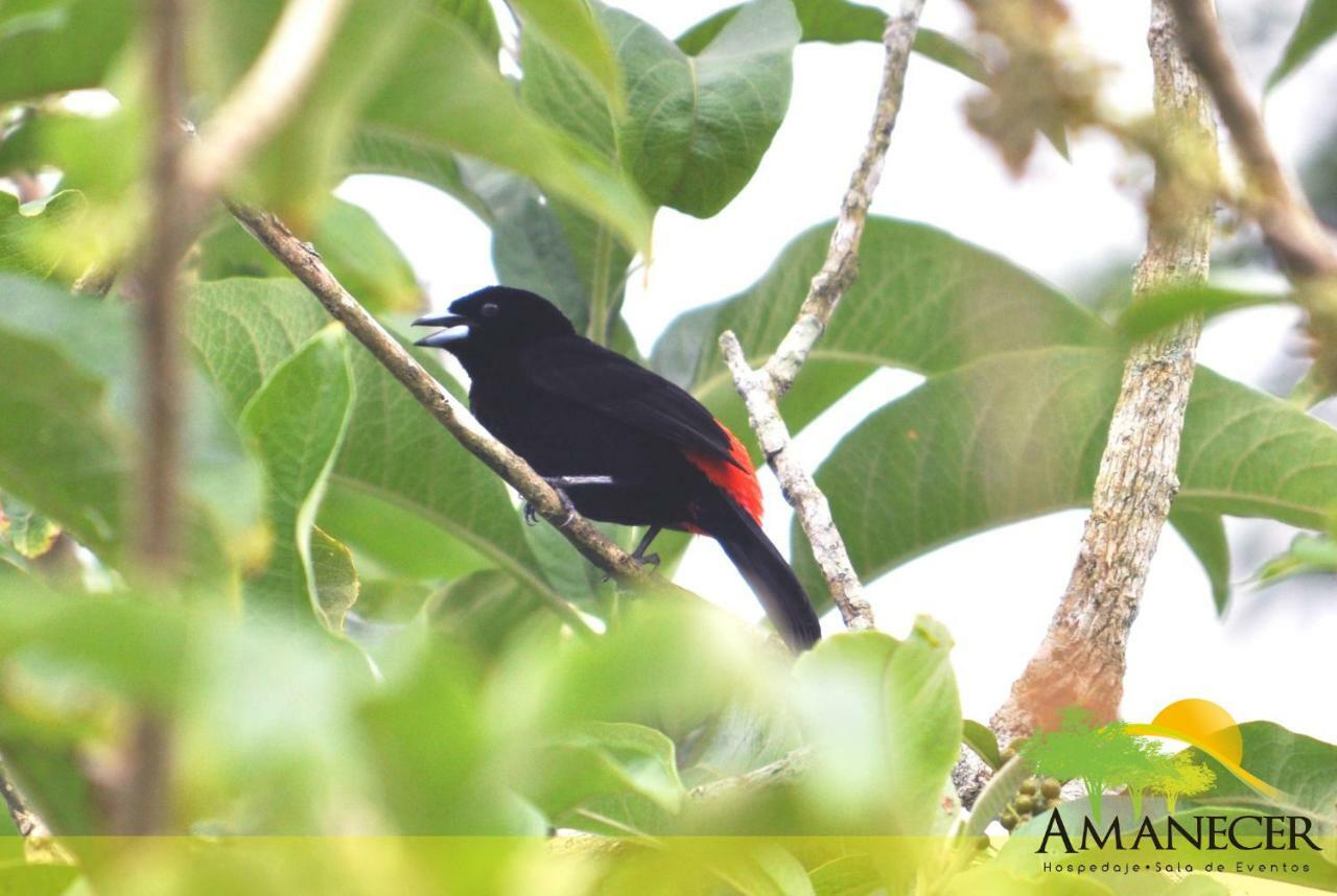 Hospedaje Amanecer Bed & Breakfast ตูร์เรียลบา ภายนอก รูปภาพ
